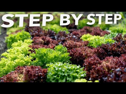 Complete Guide to Summer Lettuce