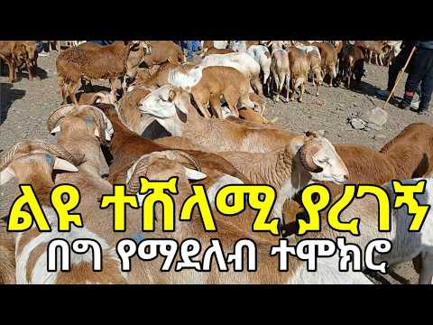 በበግ ማደለብ ቢዚነስ ውጤታማ ያደረገኝን የአሠራር ተሞክሮ ላጋራችሁ! ተሞክሮውን ተግባራዊ ብታደርጉ በእርግጠኝነት ከቢዚነሱ ታተርፋላችሁ! Profitable!