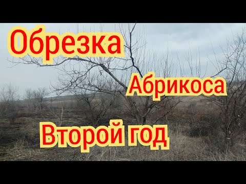 Обрезка запущенного абрикоса. Второй год после омоложения.
