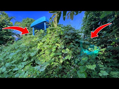 Complete Transformation Clean up Children's Play Area Cut Overgrown Grass Clean Up Garden