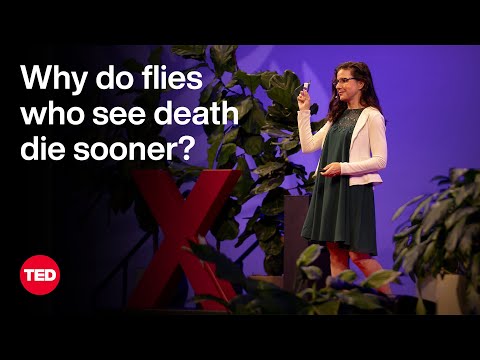 The Science of Lifespan — and the Impact of Your Five Senses | Christi Gendron | TED