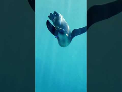 Did You Know That Penguins Glide Across Ice? 🐧