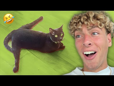Funniest Cat Videos