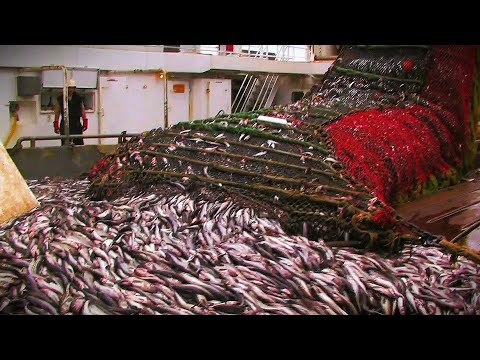 渔民出海如何在凶险的白令海拖网捕捞？一绝户网下去捕捞100吨，大眼眼界的拖网捕鱼船犹如移动的海上现代大型工厂