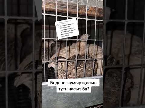 Бөдене жұмыртқасын тұтынасыз ба?