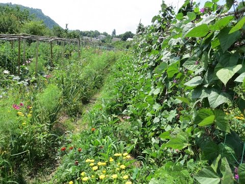 Б.А.Бублик - Биоценоз на огороде