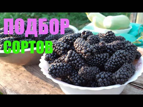 How to Start a Berry Business: Selecting Varieties