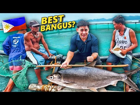 I Found the BEST BANGUS in the Philippines🇵🇭 And it's in Mindanao! Dapitan Seafood Tour