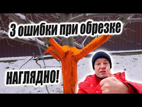 3 main mistakes when pruning trees: dense growth, whorls, lack of green operations