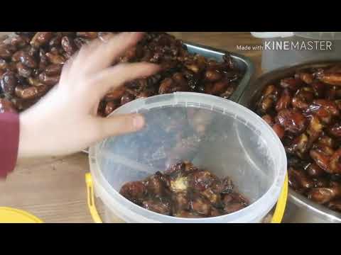 صناعةتمر الغرس العجوة جزء الثاني Saison des dates/algirian