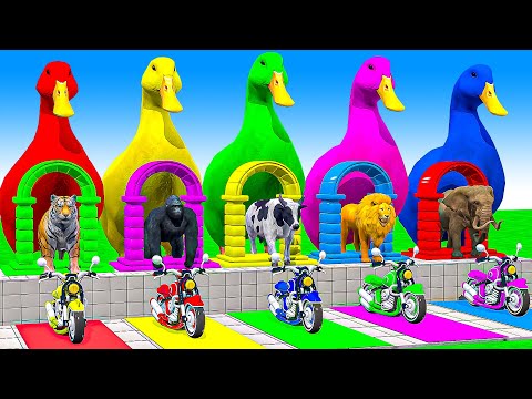 Long Slide Game With Cow Elephant Gorilla Hippopotamus Tiger - 3d Animal Game - Funny 3d Animals