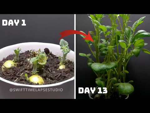 GROWING Potato PLANT | TIME LAPSE