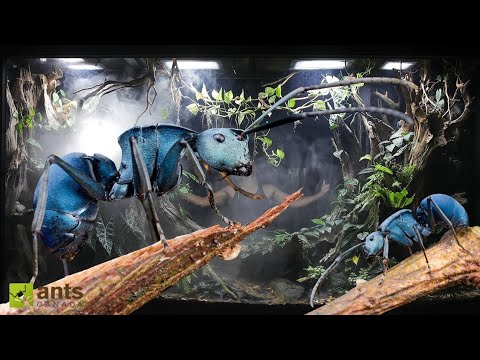 My New Ultra Rare Blue Ant Colony