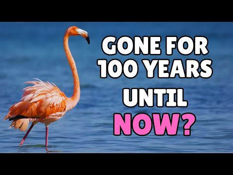 Are Florida’s Flamingos Finally Coming Back?