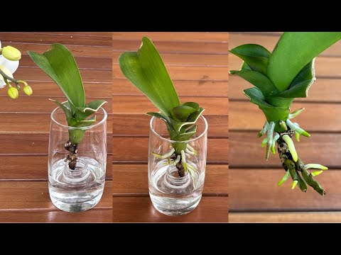 Cách Kỳ Diệu Làm Phong Lan Lập Tức Mọc Rễ Và Lá Non