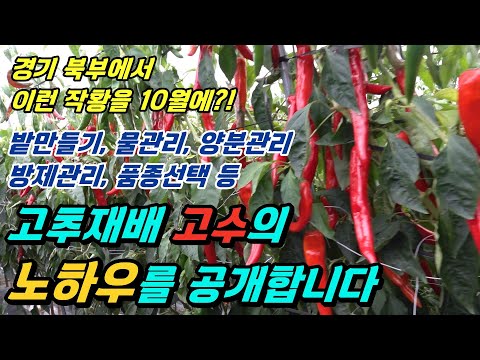 고추재배 고수의 노하우를 공개합니다(38선농원)