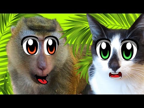 Кот Малыш и СМЕШНЫЕ ОБЕЗЬЯНКИ! ЧЕЛЛЕНДЖ КТО БЫСТРЕЕ! кошка МУРКА и Баффи на МОРЕ! ОГРОМНЫЙ СЛОН