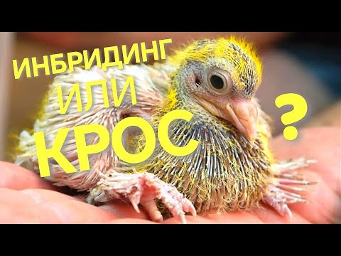 Инбридинг или Крос в Голубеводстве? Inbreeding or Cross Pigeon breeding? 