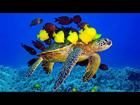 Beautiful Relaxing Music - Stop Overthinking, Stress Relief Music, Sleep Music, Calming Music #69