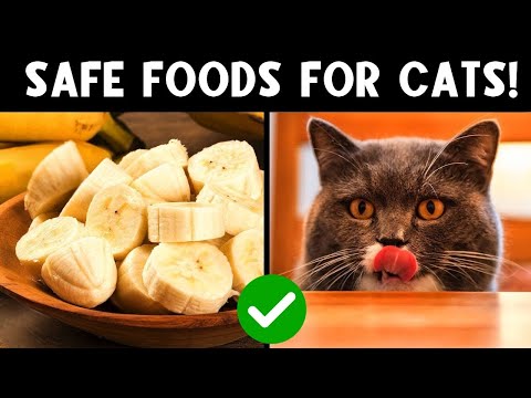 These Human Foods Will Improve Your Cat’s Health! 🫐 (and These Will Make It Worse... 🍇☠️)