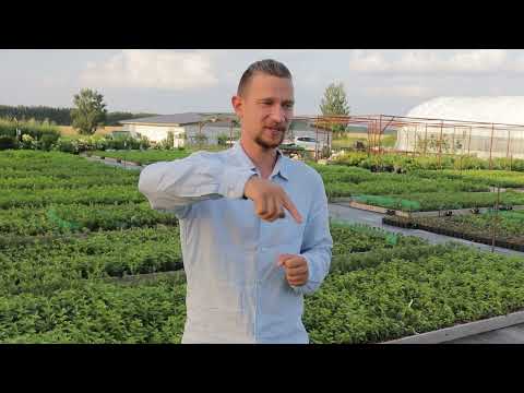 Удобрение убийца - Осмокот. Инструкция по применению. Часть 1