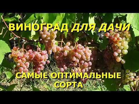 КАКОЙ ВИНОГРАД ПОСАДИТЬ НА ДАЧЕ?