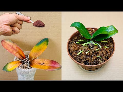 Chỉ Cà Phê! Cây Lan lập tức hồi sinh và nở hoa quanh năm