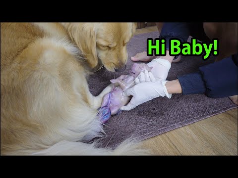 Golden Retriever Overjoyed to See Her Newborn Puppies for the First Time