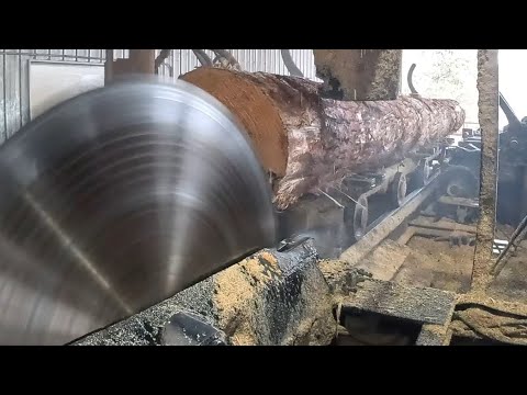 Sawing 26 foot Pine logs 