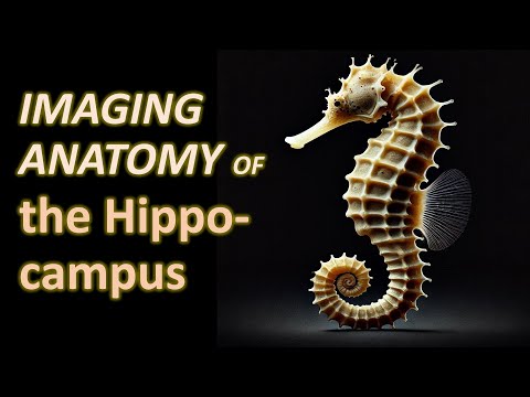 Unforgettable: Radiological Anatomy of the Hippocampus