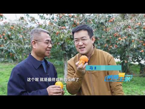 《消费主张》 20251128 冬季果园新宠上市（下）：好“柿”来临 |  财经风云