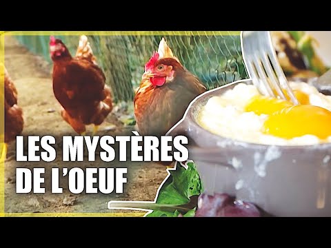 Les mystères de l'oeuf