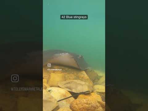 Tagged and tracking 100 #stingrays - very satisfying! #marinebiology #marinebiologist #ocean