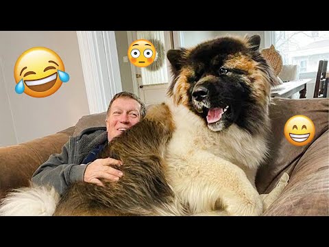 I dare you not to LAUGH at these FUNNY DOGS 😁🦮 - Best Funny Animals Videos 2025 #116