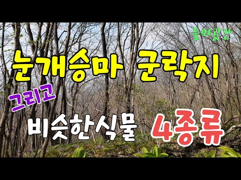 눈개승마 군락지와 비슷한식물 4종류