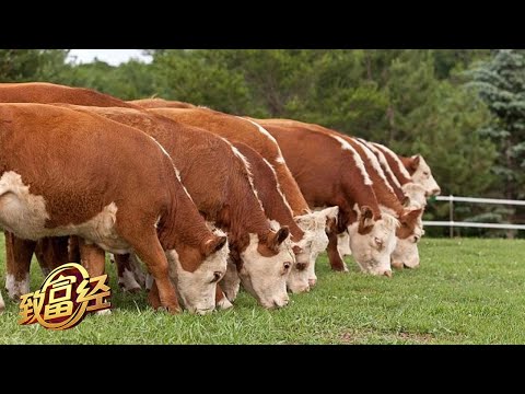养一头牛一年净赚10,000多元！他养殖育肥牛有奇招，竟用高粱来养牛！|「致富经」20221010