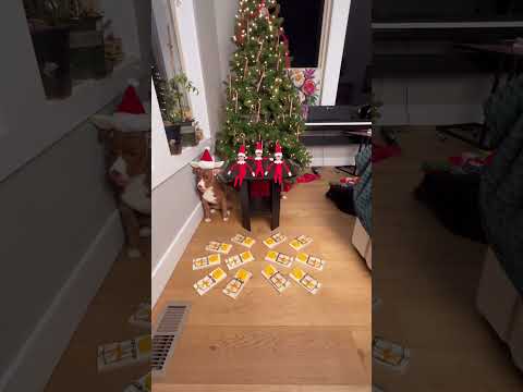 Setting TRAPS For My ELVES ON A SHELF! #shorts