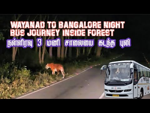 Shocking Tiger Road Crossing in Midnight Forest Bus Journey | Jolly Trip