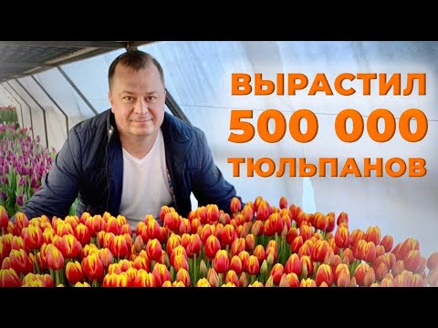 Как вырастить 500 000 тюльпанов