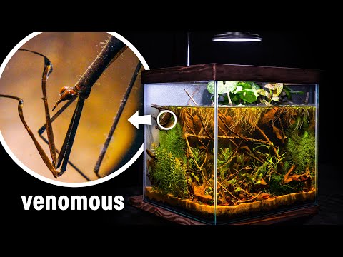 I Made a Nano Wetland Pond for Water Mantis
