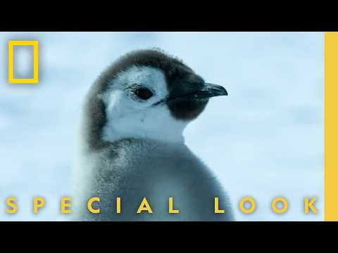 Penguin's First Swim | Secrets of the Penguins | National Geographic