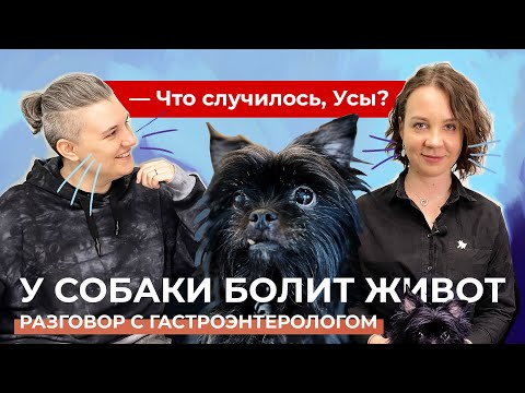 У собаки болит живот. Разговор с гастроэнтерологом