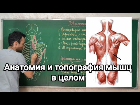 Анатомия мышцы в целом. Anatomy of the muscle as a whole