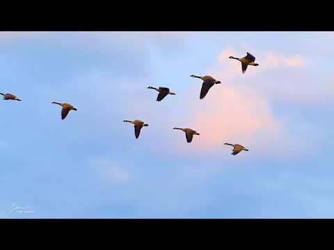 АЛЬБОМ  Просто о вечном . Протоиерей Александр Старостенко