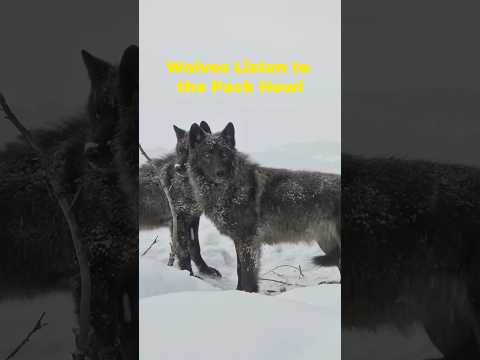 A favorite moment from my new YouTube Video on wolves. #wildlife #wolf