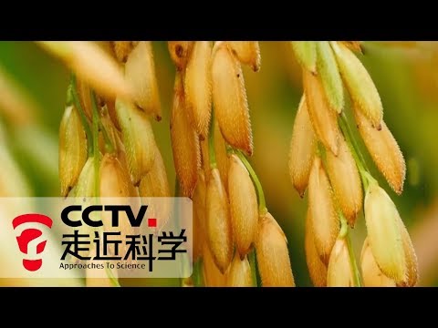 《走近科学》 绿色超级稻 20190923 | CCTV走近科学官方频道