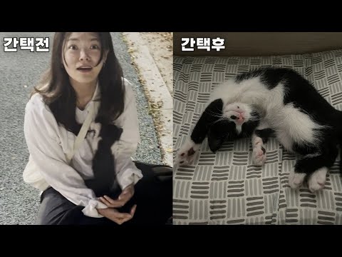 길거리에서 간택후...가족까지 생겨버린 신분 상승한 고양이의 풀 스토리