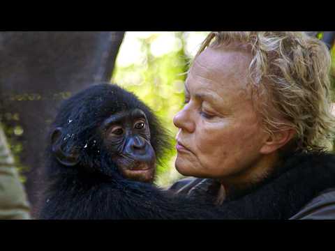 Les derniers bonobos du Congo