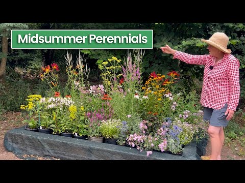 20 Midsummer Cottage Garden Perennials & How To Use Them In A Border (Options for Sun & Shade)