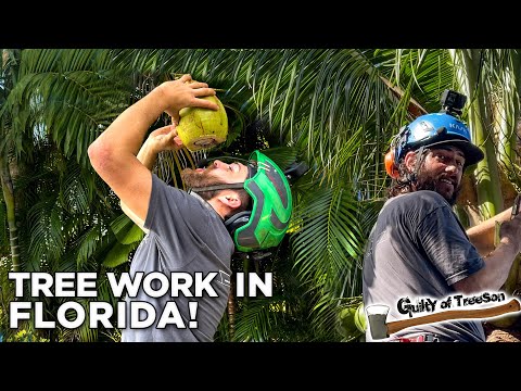 Tropical Tree Work Voyage! Live Oak & Palm Tree Firsts with Randy and an Iguana Surprise!"